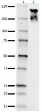 SMI-35_Biotin_NeurofilamentHM_Antibody_WB_032117_final