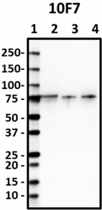 10F7_HRP_FUS_Antibody_102218