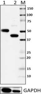 1_12A4A35_Purified_IRF3_Antibody_WB_062013.jpg