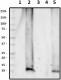 12F4_HRP_bAmyloid_1-42_Antibody_2_081518
