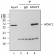 13G8C67_PURE_HDAC2_Antibody_3_WB_092915