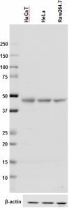 1_14C11_PURE_Tubulin_gamma_Antibody_WB_121217