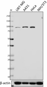 1_18D5_Purified_TPX2_Antibody_2_123118.png