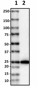 18G102B2E11_Biotin_TFAM_Antibody_012219