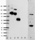 1H8slashC3b_PURE_complement_Antibody_1_WB_031016