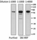 2G10_DBHRP_Ecoli_RNASigma70_Antibody_092216