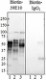 39E10_Biotin_Tau_189-195_Antibody_1_WB_010517