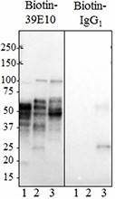 39E10_Biotin_Tau_189-195_Antibody_1_WB_010517