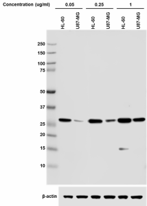 3E8_DB-HRP_HMGB1_Antibody_1_WB_062218
