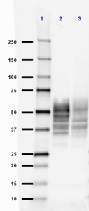 43D_PURE_Tau1-100_Antibody_WB_051018