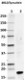 1_4B12-Synuclein_HRP_alpha-Synuclein_Antibody_WB_072417