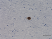 4D6_Purified_a-synuclein_Antibody_1_031219_updated