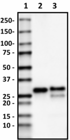 58A_Purified_Myelin_Protein_Zero_Antibody_4_040219.png