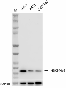a. 6F12-H4_PURE_Lys9_Antibody_050922
