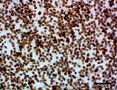 6F8-D9_HRP_Histone-H4_Antibody_1_061419