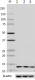 2_6F8-D9_PURE_Histone_H4_Trimethyl_Antibody_WB_120517