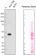 7-4_DB-HRP_V5-tag_Antibody_031319