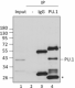 7C6B05_PURE_SPI1-PU1_Antibody_3_IP_070918