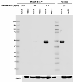 7F11A10_DB_HRP_TCF1_Antibody_1_060118