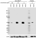 7F11A10_DB_HRP_TCF1_Antibody_2_060118