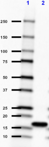 9B1-2G6_purified_Histone-H3-Nonmethyl_Antibody_1_010219