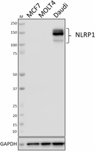 1_9F9B12_PURE_NLRP1_Antibody_WB_113018