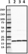 A15115A_Biotin_alpha-synuclein_Antibody_1_031020