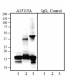 A15115A_Purified_alpha_synuclein_Antibody_2_012122