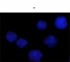 A15137A_PURE_STAT6phospho_3_IF_Antibody_081717