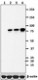 A16002B_PURE_STAT3_Phospho_Antibody_2_092816