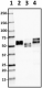 A16097B_Biotin_Tau359-373_Antibody_1_012219