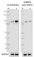 2_A17016B-Rec_PURE_STA5_Phospho_Antibody_2_041420.png