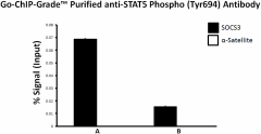 1_A17016B_ChIP_STAT5-Phospho_Antibody_1_042718