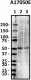 A17050E_Pure_Dopamine-Receptor-D1_Antibody_1_110818