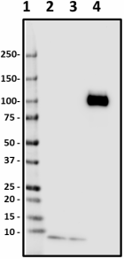 A17171C_PURE_beta-amyloid_Antibody_3_111219