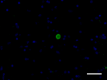 A17183A_A488_alpha_Synucleinaggregated_Antibody_102920.png
