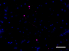A17183A_Biotin_alpha-Synuclein-aggregated_Antibody_1_032620.png
