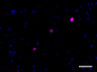 A17183A_Biotin_alpha-Synuclein-aggregated_Antibody_2_032620.png