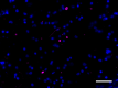 A17183B_Biotin_alpha-Synuclein-aggregated_Antibody_3_032620.png