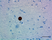 A17183B_Purified_a-Synuclein_Antibody_1_032619
