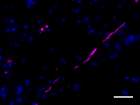A17183B_Purified_a-Synuclein_Antibody_4_032320