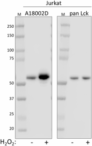 A18002D_PURE_Lck-Phospho_Antibody_1_092619