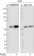 A18002D_PURE_Lck-Phospho_Antibody_2_092619
