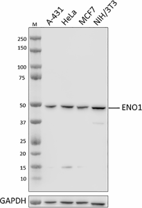 A18166G_PURE_ENO1_Antibody_1_03312021