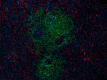 A20069I_PURE_ACE2_Antibody_2_061720.png