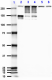D8B7_Ascites_AlphaIISpectrin_Antibody_1_081318