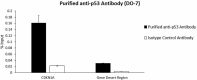 5_DO-7_PURE_p53_Antibody_5_040320
