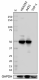 2_DO-7_PURE_p53_Antibody_4_031519