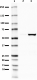 DU46-11_PURE_PINK1_Antibody_1_101519