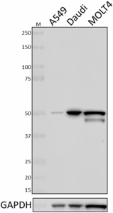 1_E23point1_PURE_CyclinA_Antibody_WB_031919